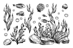Underwater world clipart with sea animals fish, pebbles, bubbles, coral and algae. Graphic illustration hand drawn in black ink. Set of isolated objects EPS . vector