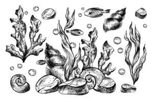 Underwater world clipart with sea animals fishes, shells, coral and algae. Graphic illustration hand drawn in black ink. Set of isolated objects EPS . vector