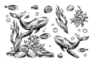 Underwater world clipart with sea animals whale, fishes, shells, coral and algae. Graphic illustration hand drawn in black ink. Set of isolated objects EPS . vector