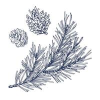 Pine branch with green needles and a cone, forest plants for winter and christmas decor. Graphic illustration hand drawn in black ink. Set of isolated objects EPS . vector