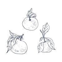 Orange tangerines with green branch and leaves, citrus tropical fruit. Graphic illustration hand drawn in black ink. Set of isolated objects EPS . vector