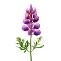 Lupine isolated on transparent background png