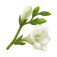Illustration of white freesia flower, isolated on white background. vector