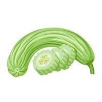Illustration of Armenian cucumber, also known as acur, kakdi, and snake cucumber, isolated on white background. vector