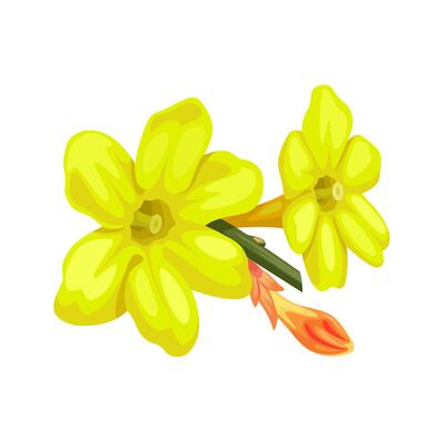 Illustration of Jasminum nudiflorum flower, better known as winter jasmine, isolated on white background.