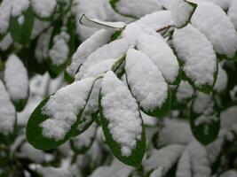 Snowy green leaves of a tree. Leaves covered with snow. Snowy and frosty winter weather. Unexpected first snow photo