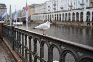 A seagull sits on the railing near the river. Center of Hamburg in the background photo