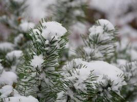 Snowy fir tree. Pine branches covered with snow. Christmas an New Year winter holidays concept. Snowy and frosty winter weather. Unexpected first snow photo