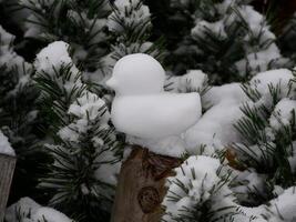 A duckling made of snow against the background of fir branches. Duck snowman. Winter holidays fun and entertainment for kids concept. Snowy and frosty winter weather. Unexpected first snow photo