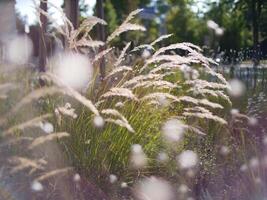 Autumn flowers and grass with blurred solar halo effect. An optical phenomenon of circular rainbow. Bokeh effect of the sun light. Glow ring reflection in a camera lens photo