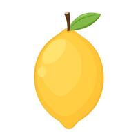 Half lemon citrus fruit isolated on white background. lemon . vector