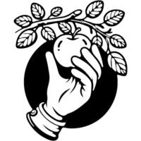 Gardener hand picks a whole apple from a tree branchin monochrome. Simple minimalistic in black ink drawing on white background vector