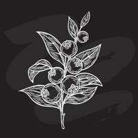 Blueberry branch in the style of line drawing vector