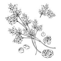 Coriander parsley herb, nuts for diet and healthy lifestyle, salad vegan cooking. Hand drawn ink. Illustration composition isolated on white background. Design recipe book, website, card, menu vector