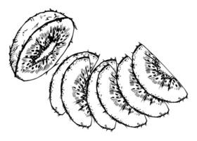 Slices of kiwi fruit for diet and healthy lifestyle, salad vegan raw cooking. Hand drawn ink. Illustration composition isolated on white background. Design for recipe book, website, card, menu vector
