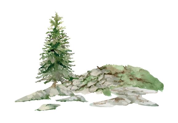 Scenery landscape of forest meadow grassland with bushes flowers, pine fir spruce tree alpine vista rocks hand drawn in watercolor. Illustration for tourism, resort ads, hiking camping sites vacation.