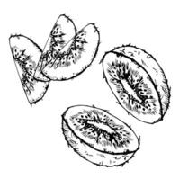 Green kiwi fruit for diet and healthy lifestyle, salad vegan raw cooking. Hand drawn ink. Illustration composition isolated on white background. Design for recipe book, website, card, menu vector