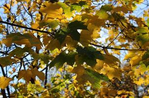 Branches Of Maple Tree With Bright Yellow Leaves That Shines Through The Sunlight photo