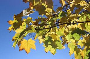 Beauty Bright Yellow Leaves Of Maple On A Branches On A Blue Sky Background photo