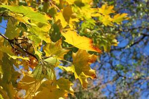 Branch Of Maple With Yellow Leaves At Autumn Park photo