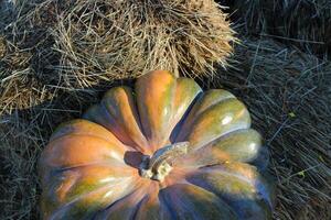 Large Pumpkin On A Stacked Hay Under Autumn Sun Rays photo