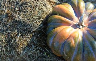 Farming Harvest Stock Photo With Giant Pumpkin On A Dry Hay Top View