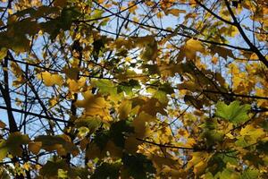 Sunshine breaks through the autumn leaves of the maple stock photo for backgrounds