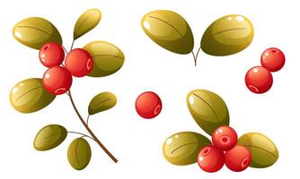 Set of illustrations of cranberries. Individual elements with lingonberries on a branch, a handful of berries with leaves and single scattered berries. Clip art for labels, postcards, logos. vector