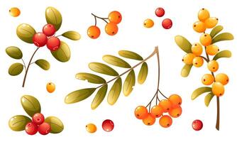 A set of different autumn, forest and garden berries. Lingonberry, sea buckthorn, rowan. Berries in a bunch, scattered, on a tree branch. Berries with autumn colored leaves. vector