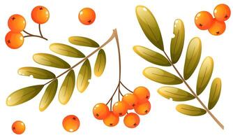 Set of rowan illustrations. Individual elements with rowan berries on a branch, a handful of berries with leaves and single scattered berries. Clip art for labels, postcards, logos. vector