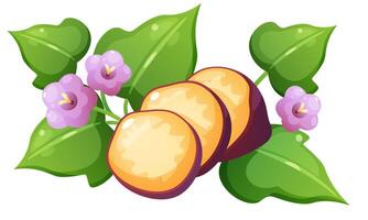 illustration of sweet potato and yam. Set of vegetables in different forms. Yellow vegetable with purple skin in whole form, cut in half, and in circles, foliage and flower of sweet potato. vector