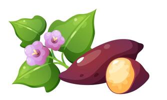 illustration of sweet potato and yam. Set of vegetables in different forms. Yellow vegetable with purple skin in whole form, cut in half, and in circles, foliage and flower of sweet potato. vector