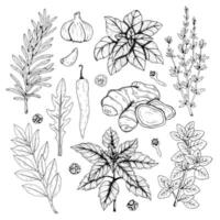 Graphics botanical set with rosemary, thyme, basil, red basil, laurel, oregano, chili pepper, ginger, arugula, garlic, black pepper, cloves. Black line sketch with herbs and spices without filling vector