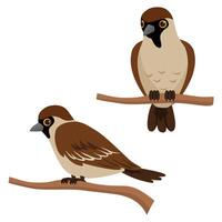 Sparrow bird sitting on branch ,set of collection of Birds vector