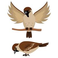 Sparrow bird trying to flying and Cute bird eating vector