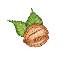 Whole walnut with leaves watercolor illustration isolated from background. Realistic texture and natural colors of the shell and kernel of the nut. Ideal cooking, botanical still lifes, packaging png