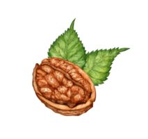 Half of a walnut with leaves watercolor illustration isolated from background. Realistic texture and natural colors of the shell and kernel of the nut. Ideal cooking, botanical still lifes, packaging png