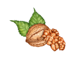 Whole walnut and kernel with green leaves watercolor illustration isolated from background. Realistic texture and natural colors of the shell and kernel of the nut. Ideal cooking, botanical still life png