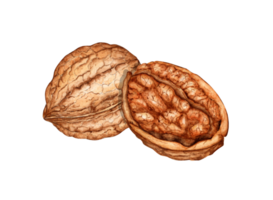 Whole walnut and half kernel with watercolor illustration of green leaves isolated from background. Realistic texture and natural colors of the shell and kernel of the nut. Ideal cooking, botanical png