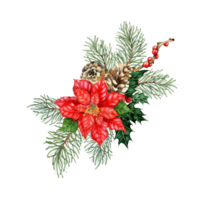 Poinsettia with fir branches with green needles and cones, red berries, holly watercolor illustration. Forest plants for winter and Christmas decor. Isolated from the background. Pine, fir, larch, png