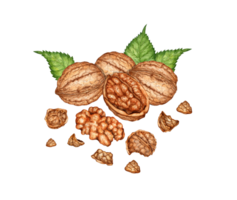 Walnuts, whole, chopped and kernel with green leaves watercolor illustration isolated from background. Realistic texture and natural colors of the shell and kernel of the nut. Ideal cooking, botanical png