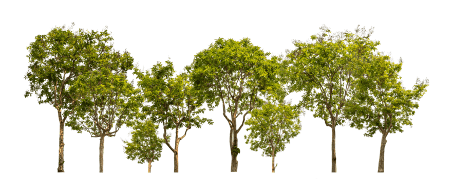 verde alberi isolato su trasparente sfondo foresta e estate fogliame per tutti e due Stampa e ragnatela con tagliare sentiero e alfa canale png