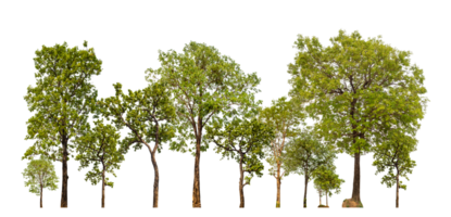 Green trees isolated on transparent background. forest and leaves in summer rows of trees and bushes png