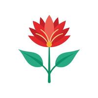Firecracker Plant flower isolated flat illustration on white background. vector