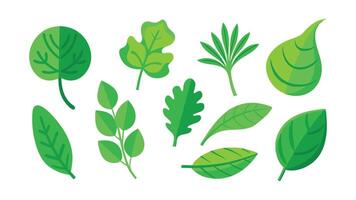 illustration featuring vibrant green leaves, showcasing their intricate shapes and natural beauty in a minimalist design flat illustration on white background vector
