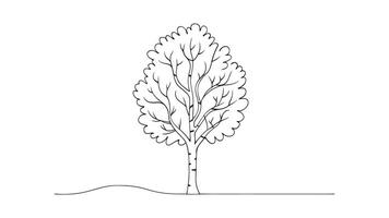 Birch Tree isolated continuous line art flat illustration on white background vector