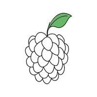 Mulberry Fruit isolated continuous line art flat illustration on white background vector
