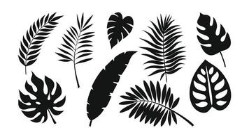 Hand drawn Set of tropical leaves silhouettes. Collection palm leaves. Jungle exotic leaves and botanical plants. isolated flat illustratio vector