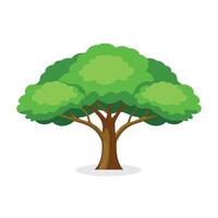 Catalpa tree isolated flat illustration on white background vector