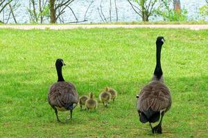 Canadian geese with babies walking to the lake photo